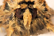 Blood-spot Moth (Proteuxoa sanguinipuncta)